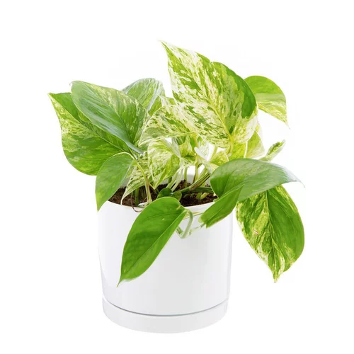 Essentiel jardin：Pothos Marble Queen vert en pot blanc émaillé botanic®. Le pot Ø 15 cm