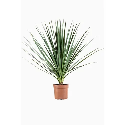 Choix utile：Cordyline Indivisa en pot de 35L vert