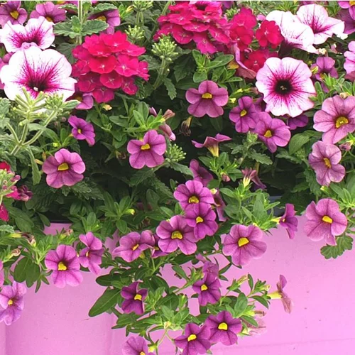 Adapté à vos extérieurs：Jardinière variée coloris variés. La jardinière de 50 cm