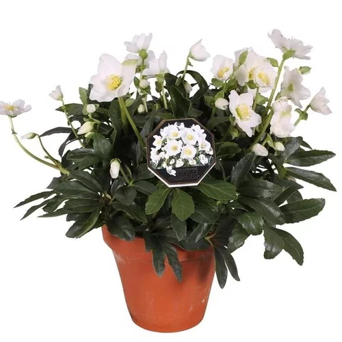 Idée simple：Rose de Noël en pot de terre cuite - Le pot de 2 litres