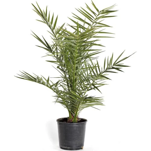 Autour du jardin：Phoenix Canariensis ou Dattier des Canaries en pot de 5 L