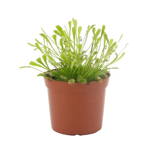 L’allié du jardin：Drosera Capensis
