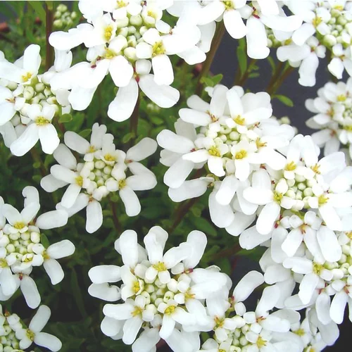 Utile pour le jardin:Ibéris Sempervirens ou Corbeille d'argent à fleurs blanches - Le pot de 2 litres