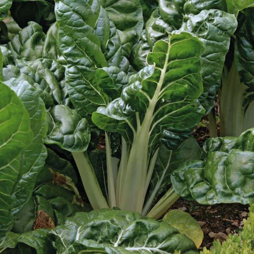 Pour tous vos projets jardin：Poiree Verte Berac Bio. Le pot de 10,5 cm