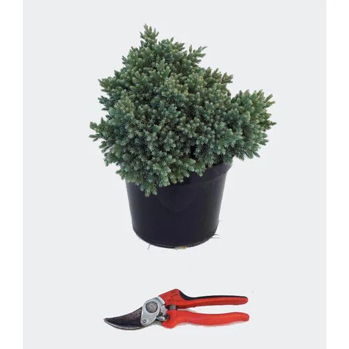 Une sélection pour le jardin：Juniperus Squamata Blue Star (Genévrier Equailleux Blue Star) en pot de 5 L bleu