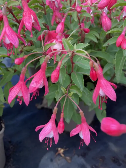 Pour la maison et le jardin：Fuchsia ‘Lady Thumb’ - Le pot de 2 litres