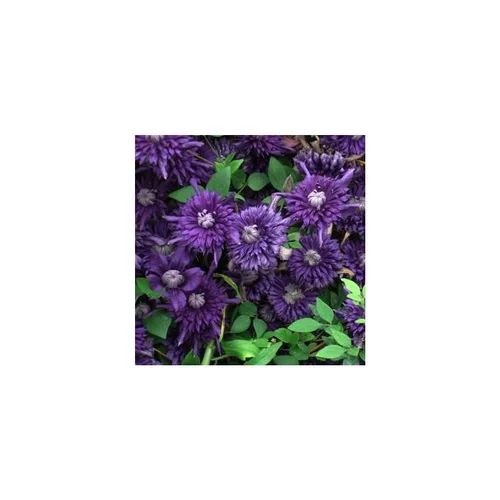 Pour un extérieur accueillant：CLEMATITE 'KOKONOE'. Le pot de 4 litres
