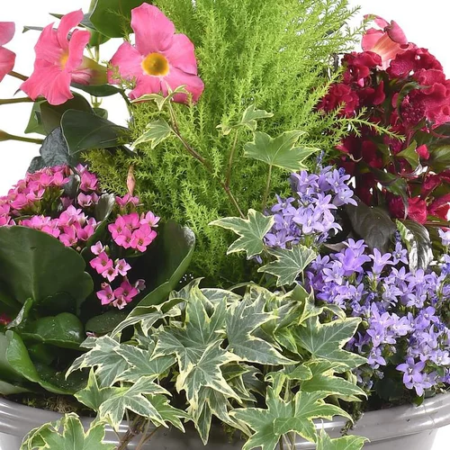 Idée extérieure:Composition fleurie pour extérieur - La coupe de 27 cm