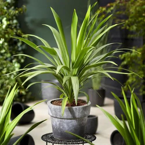 Idée simple：Cordyline australis Emerald Star® coloris vert – 3,5 L