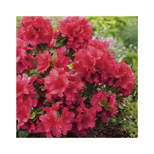 Une solution adaptée au jardin：Azalea japonica vuyks scarlet rouge en pot de 5 L