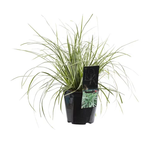Bien utile au jardin：Carex - Le pot de 2 litres