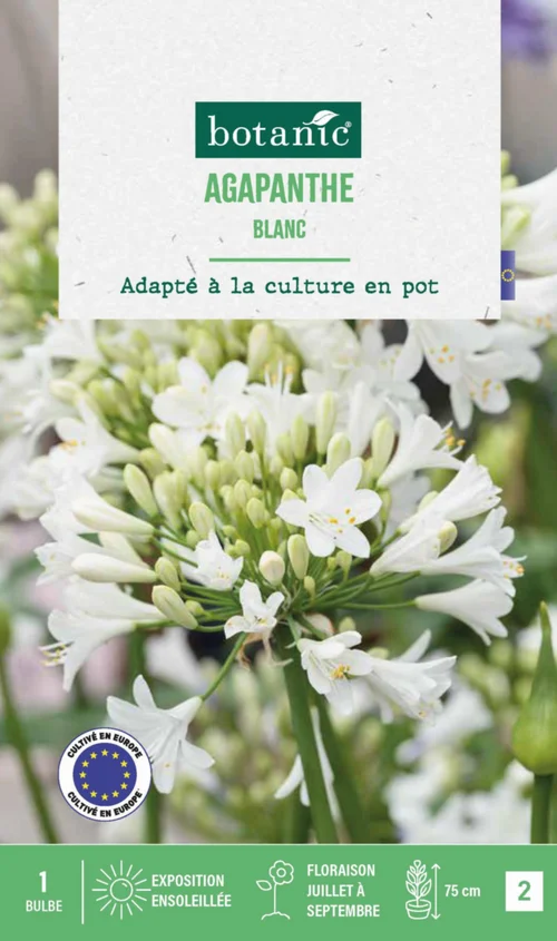 Pour votre confort en extérieur：Agapanthe botanic® coloris blanc - 1 bulbe
