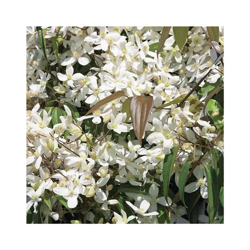 Pour votre extérieur：CLEMATITE ARMANDII. Le pot de 6 litres