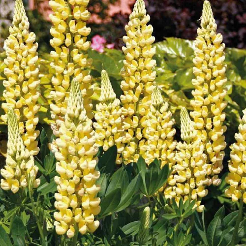 Style extérieur：Lupin jaune - Le pot de 9 x 9 cm
