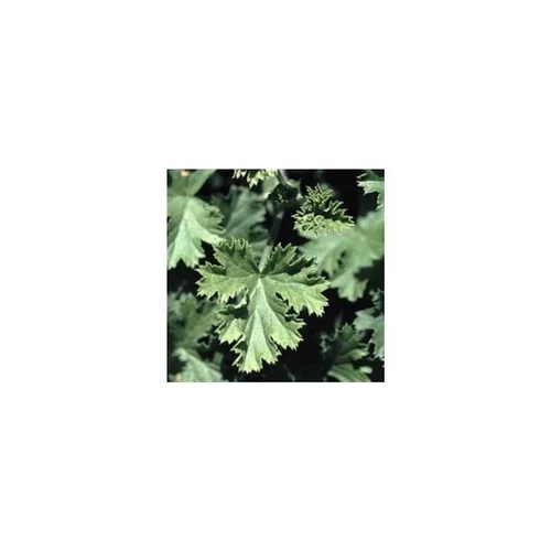 Choix pratique：Geranium Odorant - Le pot diam 12 cm