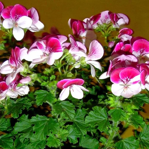 Pour embellir le jardin:Pélargonium à petites fleurs - Le pot de 10 litres
