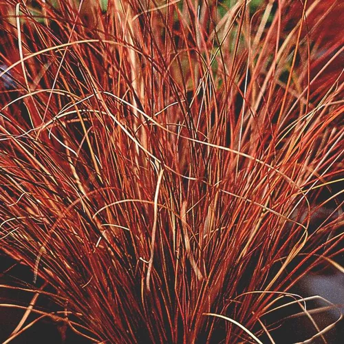 Facile pour le jardin：Carex Testacea - Le pot de 4 litres