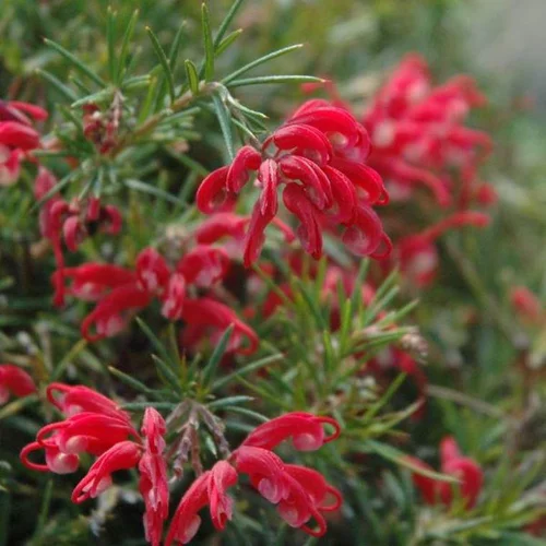 Au quotidien：Grevillea CVE – Pot de 4L