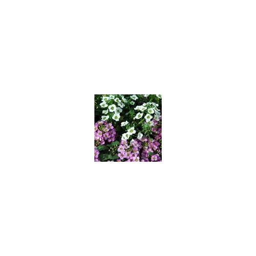 Jardin plaisir:Alysse odorante - Le pack de 6 plants