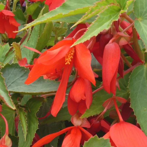 Solution maison：Begonia Bonfire. Le pot de 0,5 litre