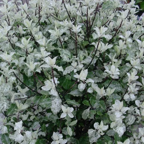 Un indispensable au jardin:Pittosporum Tenuifolium Irene Patterson en pot de 15 L vert