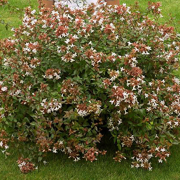 2 x Abelia à grandes fleurs – Abelia grandiflora, 25-30 cm pot
