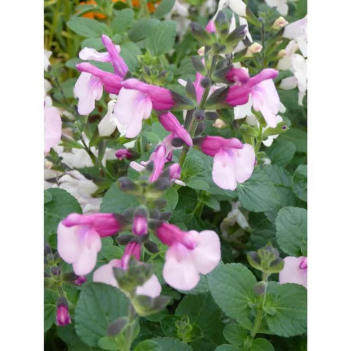 Espace vert pratique：Sauge Salvia x Jamensis Shell Dancer - Le pot de 7,5 litres