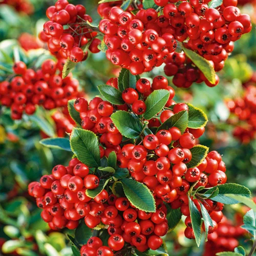 Tout pour le jardin:Buisson ardent à baies rouges (Pyracantha). Le pot de 3 litres