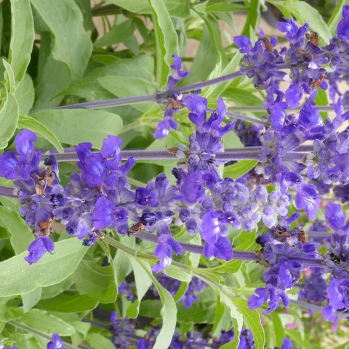 L’essentiel pour le jardin:Sauge Mystic bleue - Le pot de 10.5 cm