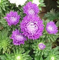 Utile jardin：Reine Marguerite - Le pot de 1 litre