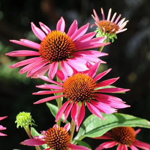 Une solution adaptée au jardin：Échinacée à fleurs roses ou Rudbeckia pourpre. Le pot de 2 litres