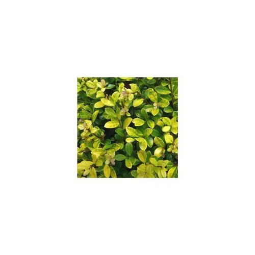 Équipement jardin：Houx Ilex Meserveae Little Rascal en pot de 2 L