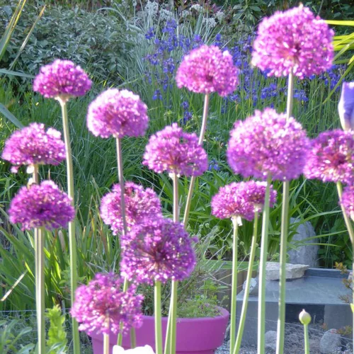 Pour transformer vos extérieurs:Ail décoratif vivace - Le pot de 1 litre