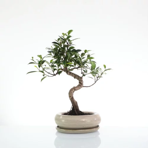 Jardin sélection:Bonsaï botanic® Ficus Retusa avec pot et soucoupe - Taille 3,2