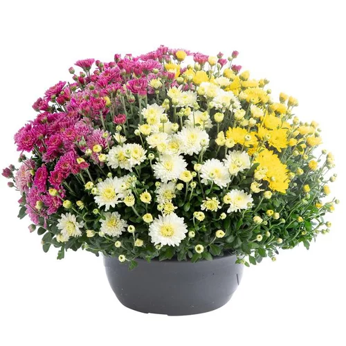 Pour un jardin agréable:Marguerite d’automne ou chrysanthème Arlequin - La coupe de Ø 25 cm