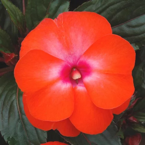Un atout pour vos extérieurs:Impatiens de Nouvelle-Guinée à fleurs multicolores. Le pot Ø 10,5 cm