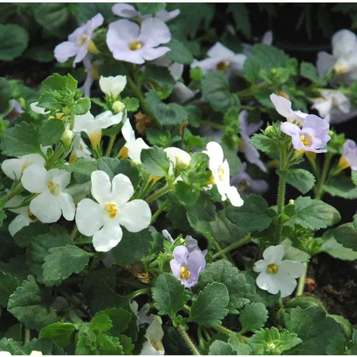 Équipement pour le jardin:Mélange de Bacopa (Sutera cordata) à fleurs multicolores - La jardinière de 40 cm