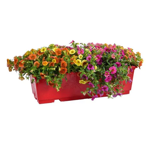 Pour équiper vos extérieurs：Calibrachoa - La jardinière de 40 cm