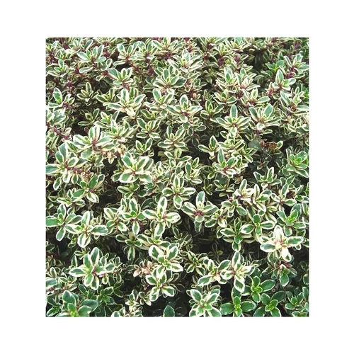 Pour votre confort au jardin：Thym Citron Panache Blanc Bio. Le pot de 1 litre