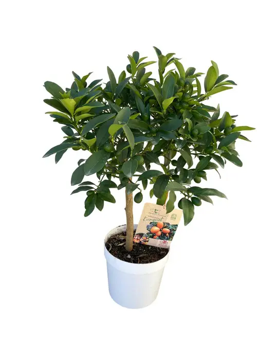 Pour vos extérieurs：Kumquat coloris orange - 5 L