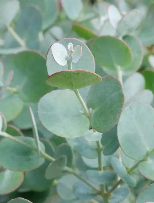 Utile jardin:Eucalyptus gunnii Azura. Le pot de 3,5 litres