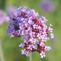Style pour le jardin:Verbena Bonariensis - Le pot de 3 litres