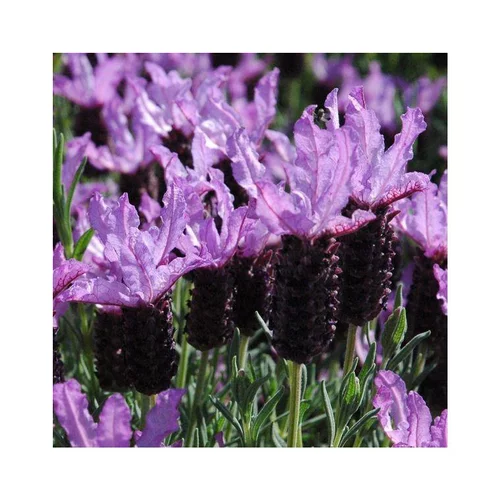 Pour le jardin:Lavande Stoechas bleue. Le pot de 3 litres