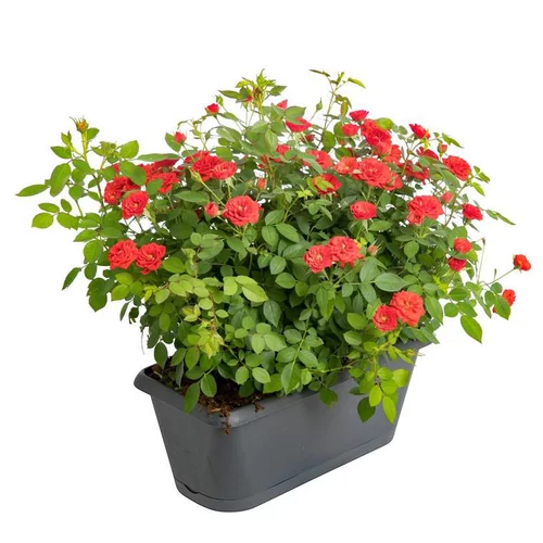 Facile au jardin：Rosier Buisson Miniature - La jardinière de 40 cm