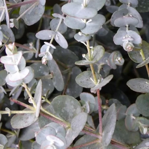 Pour vos projets:Eucalyptus Gunnii Azura bleu en pot de 30 L