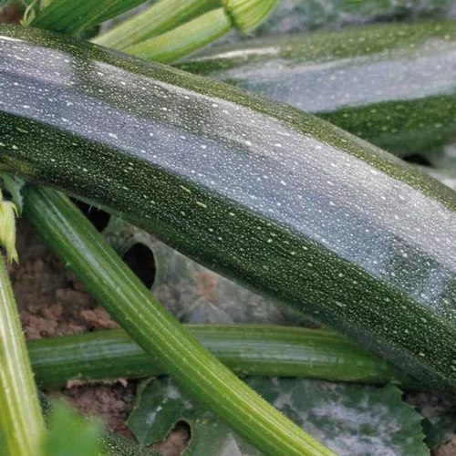Jardin à aménager：Courgette Black Beauty Bio. Le pot de 10,5 cm