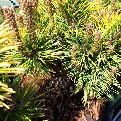 Pour vos espaces verts：Pin de montagne (Pinus Mugo) Wintergold 60/70. Le pot de 20 litres
