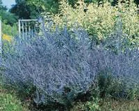 Style jardin:Sauge de Sibérie Blue Spire. Le pot de 5 litres