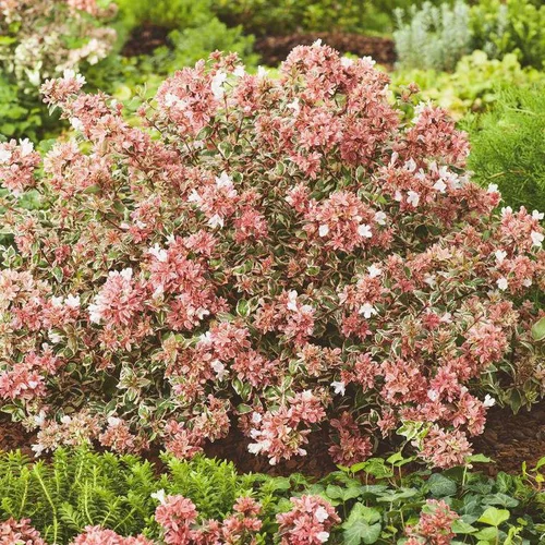 Style jardin:Abélia à grandes fleurs Magic Daydream. Le pot de 4 litres