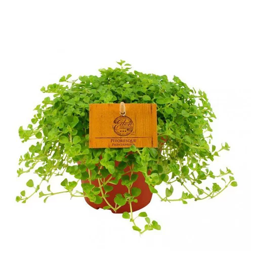 Sélection extérieure：Pilea depressa – Pot de Ø12 cm